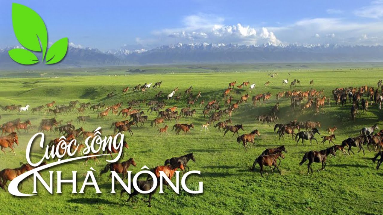 Công phu nghề nuôi ngựa - CSNN 286