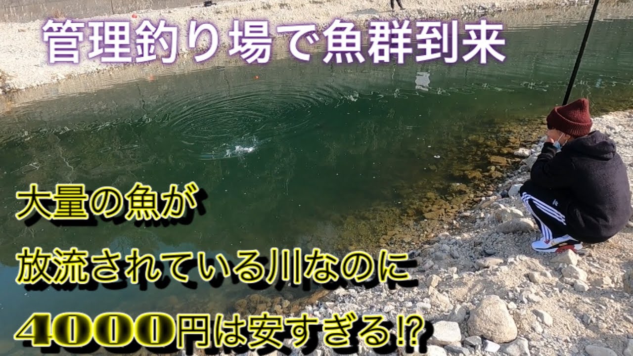 1/2ニジマス釣り場2人で60匹⁉︎【#北田原マス釣り場】クーラー満タンは当たり前の川とは⁉︎ 初心者も快適にバーベキューもできる管理釣り場はここしかない✨　兵庫県猪名川町