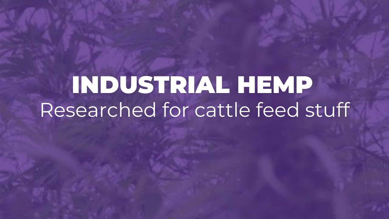 Industrial Hemp Researched For Cattle Feed Stuff