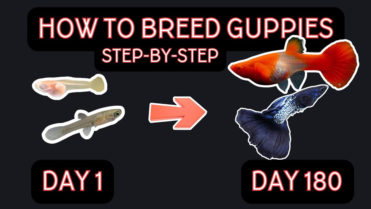 How To Breed Guppies: The Complete Guide