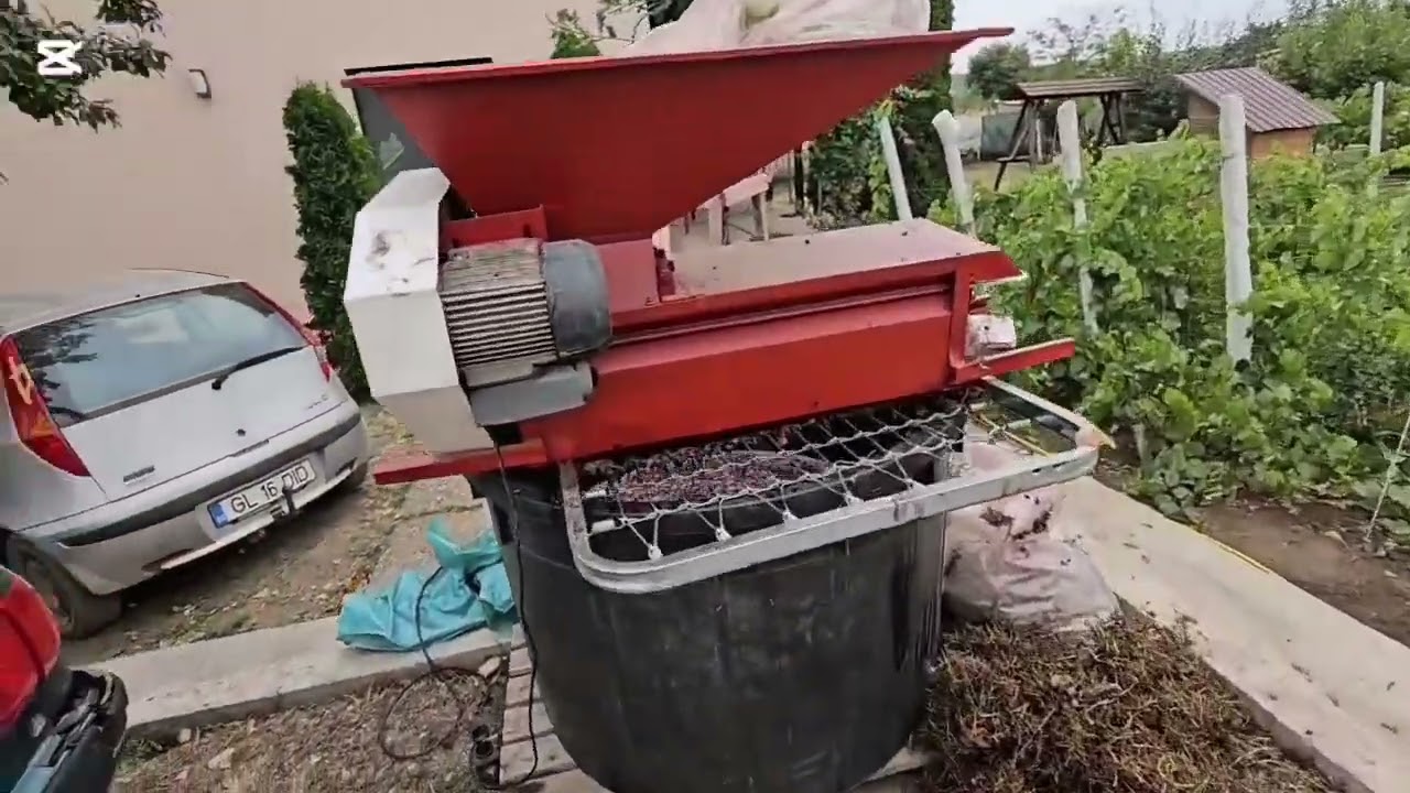 Risipă mare de grăunțe/ Am cules viea 🍇🍇