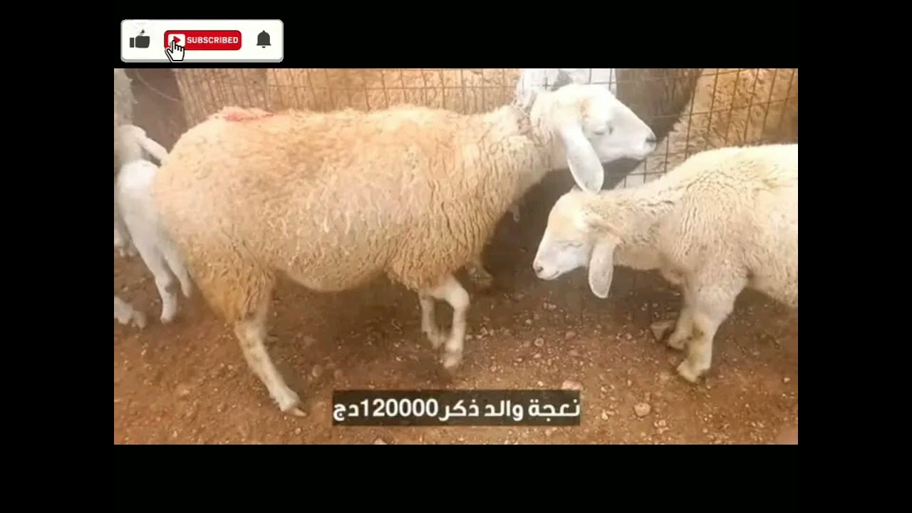 سوق المواشي الجلفة يوم الأربعاء 