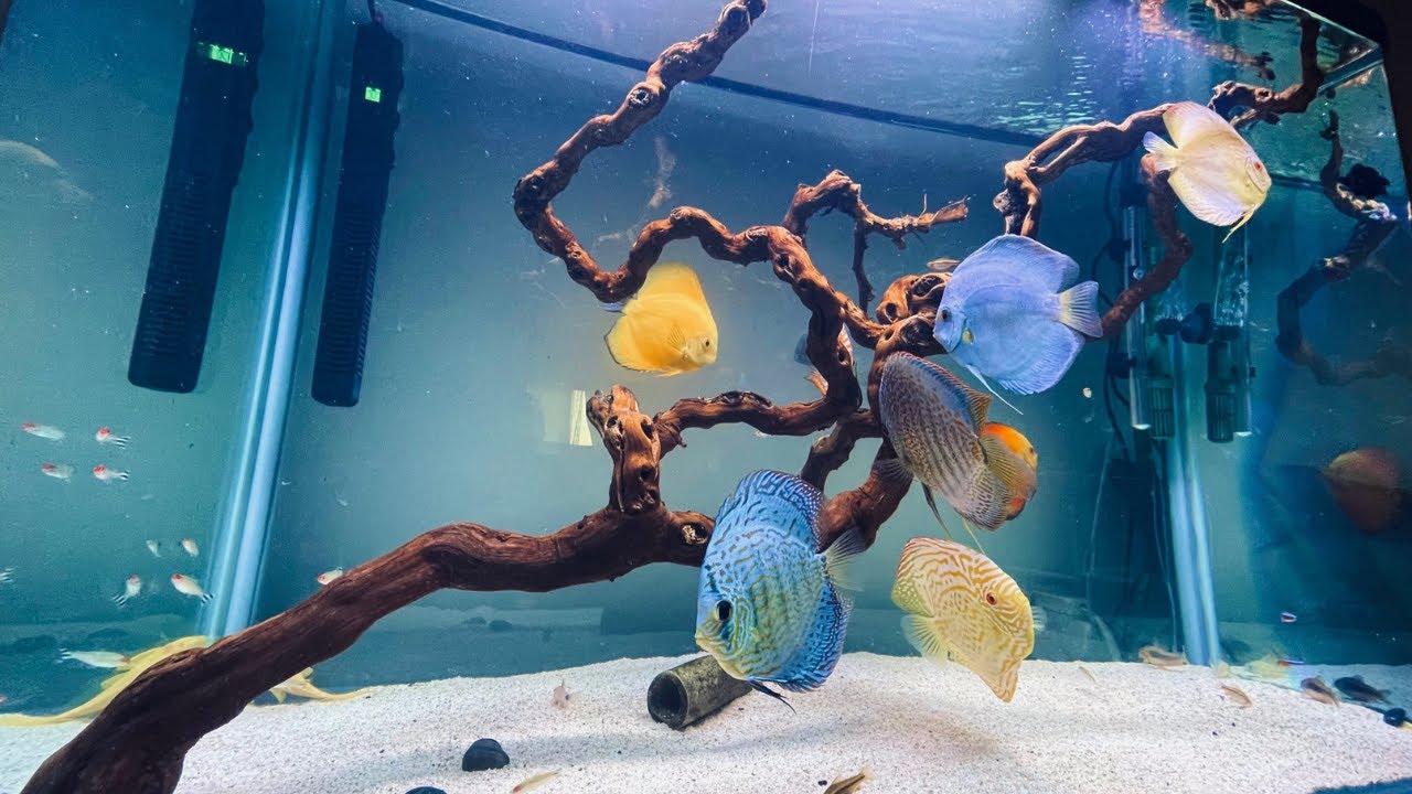 Discus Tank Aquascape