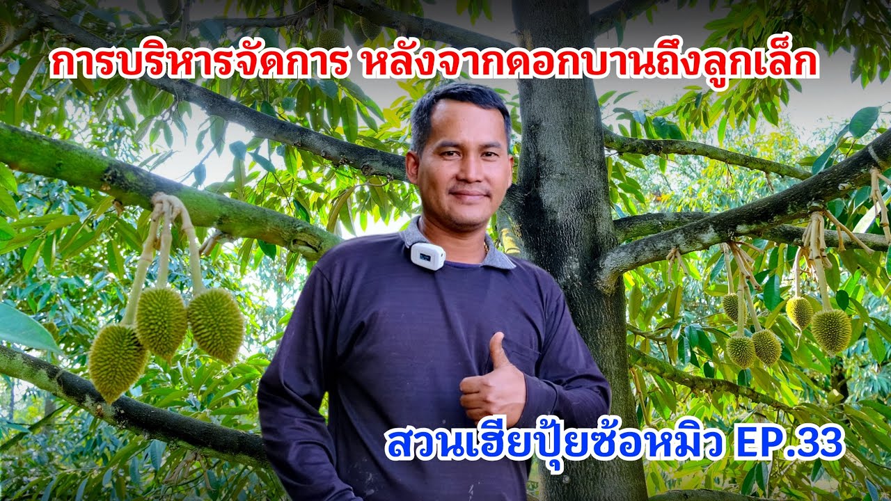 #กวินบินได้ EP.554 การบริหารจัดการ หลังจากดอกบานถึงลูกเล็ก #สวนเฮียปุ้ยซ้อหมิว EP.33