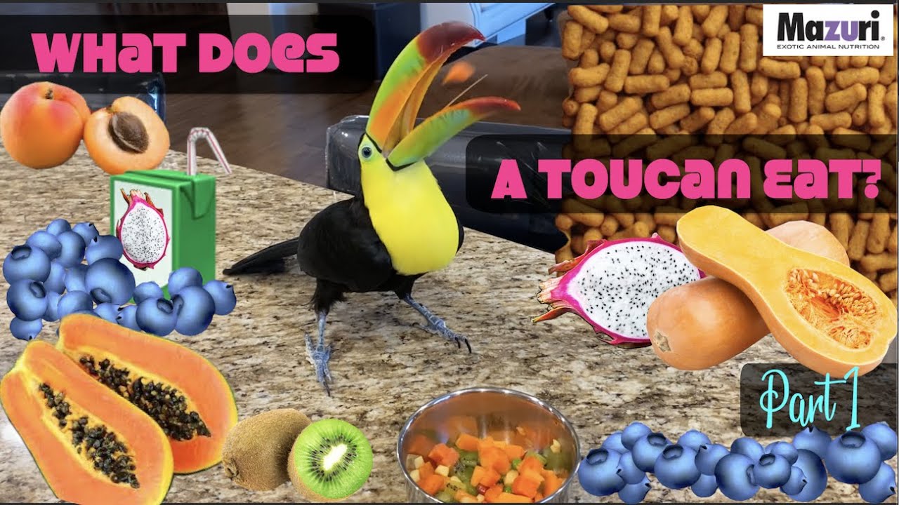 What Does A Toucan Eat Pt 1