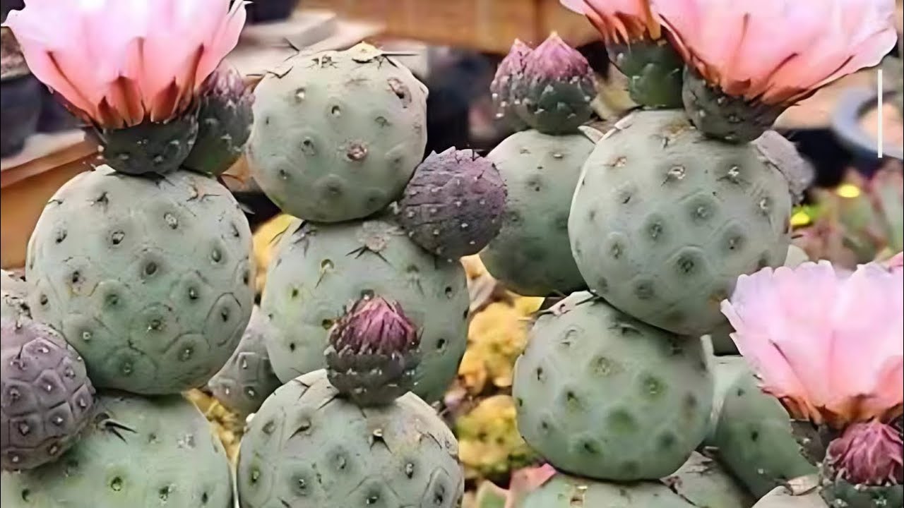 Beautiful Korean succulent for sale(giảm giá đặc biệt  30% off & up de thanh lý) call 714-552-2093 