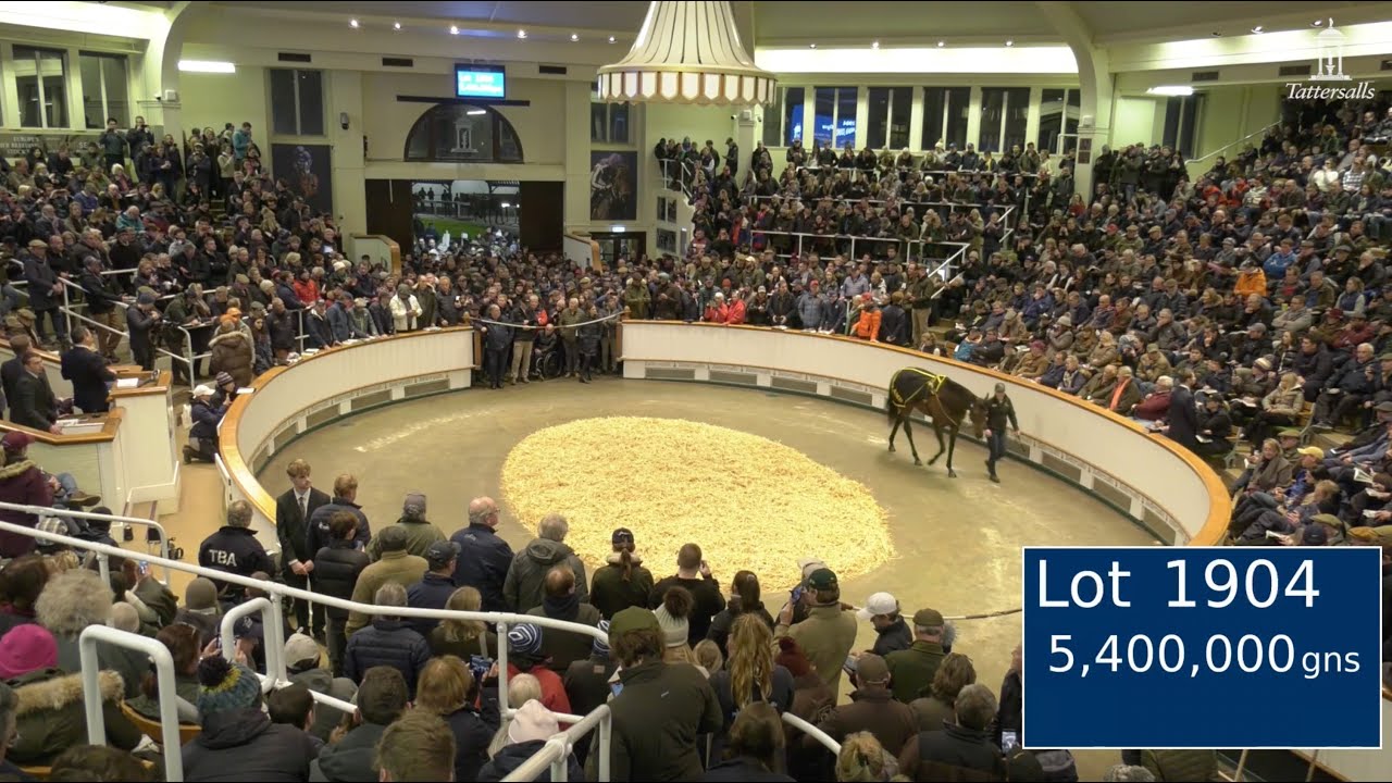 👑 Alcohol Free sells for 5,400,000gns at the Tattersalls December Mares Sale