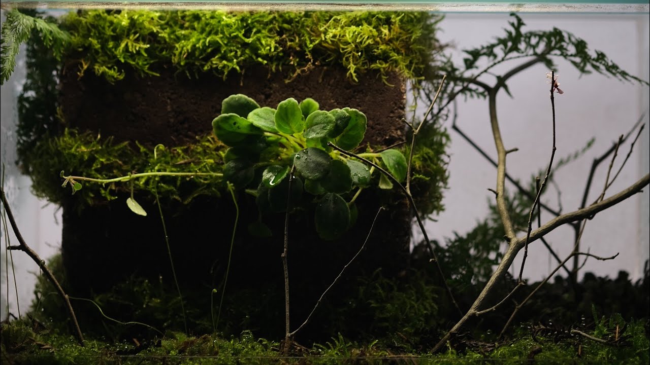 Building a Natural praying Mantis Terrarium | Relaxing & Satisfying vivarium build