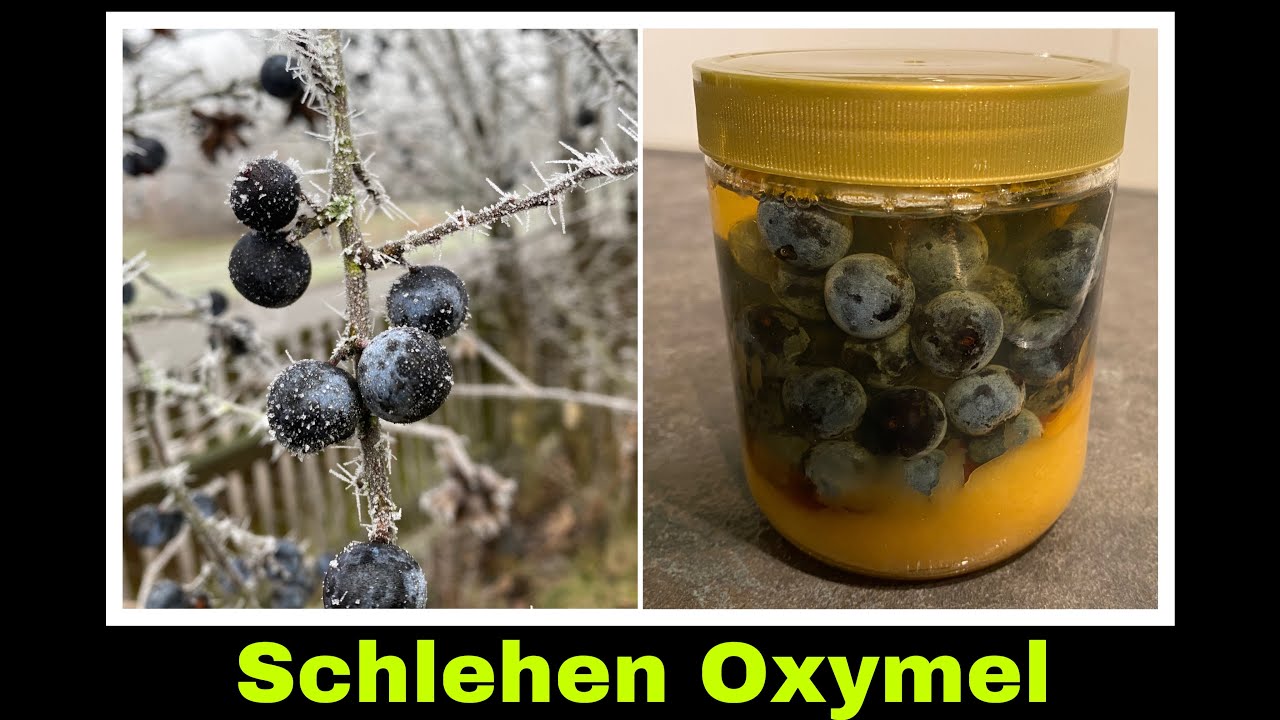 Schlehen Oxymel Rezept | Sauerhonig ansetzen mit Apfelessig | Selbstversorgung: Schlehdorn