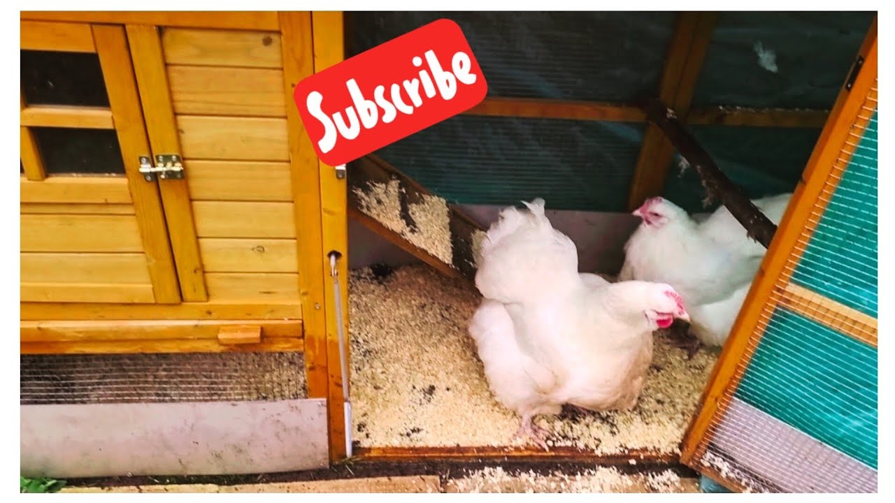 Clean and Fresh, Chicken Coop and Garden Clean up, 