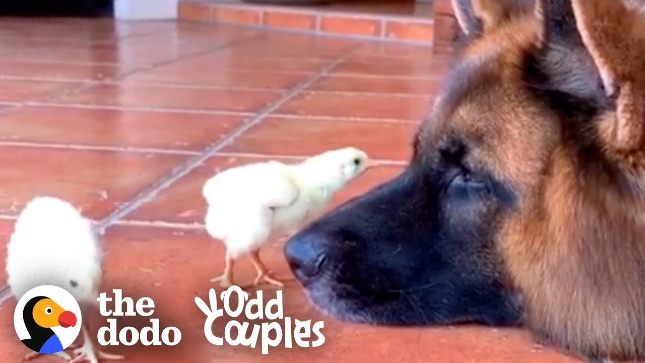 Watch These German Shepherds Raise Baby Chickens | The Dodo Odd Couples