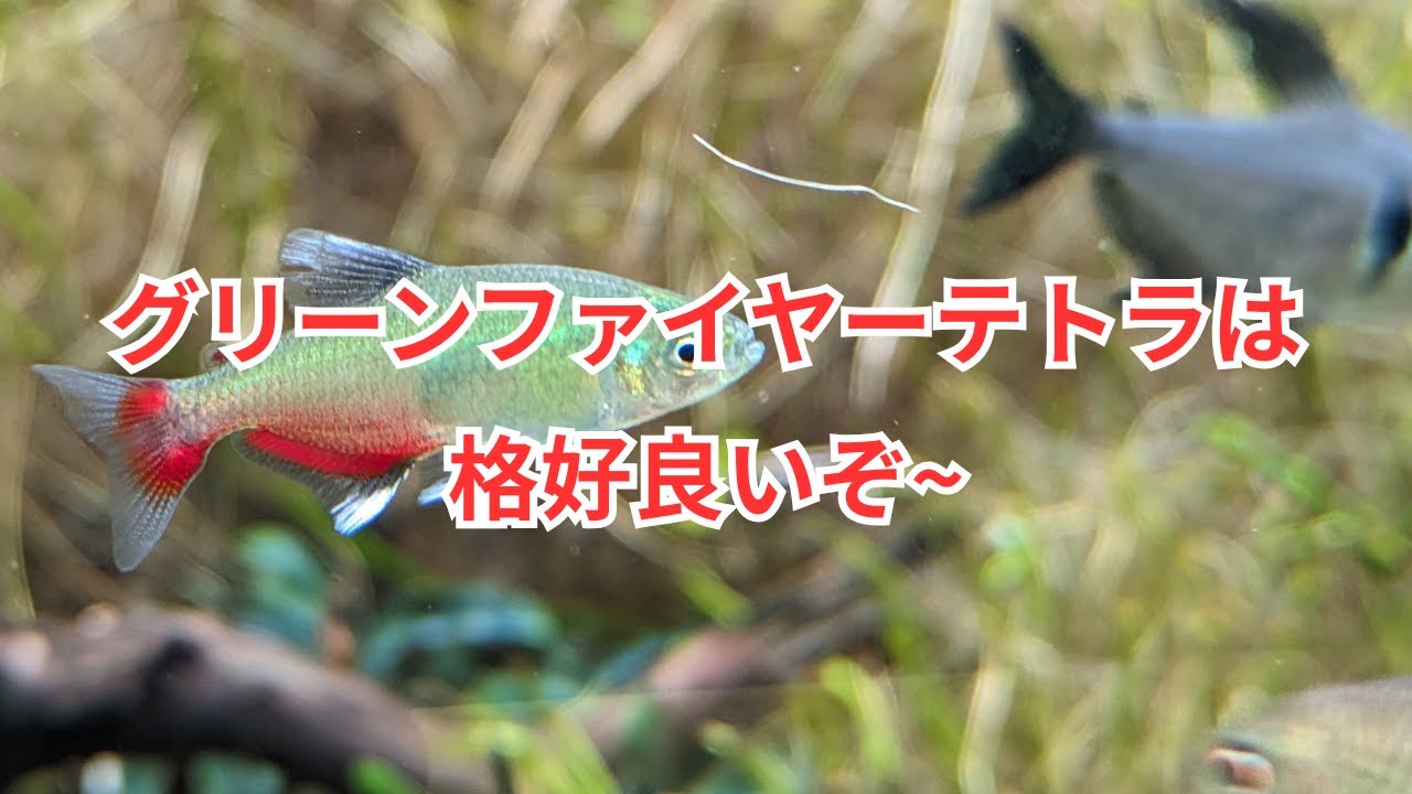 色が出ると格好良いグリーンファイヤーテトラをご紹介！