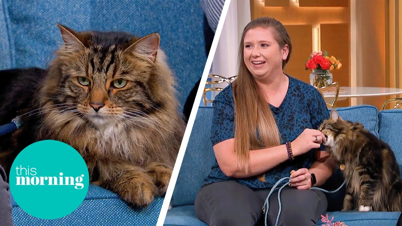 Should Cats Be Taken For Walks on a Lead? | This Morning