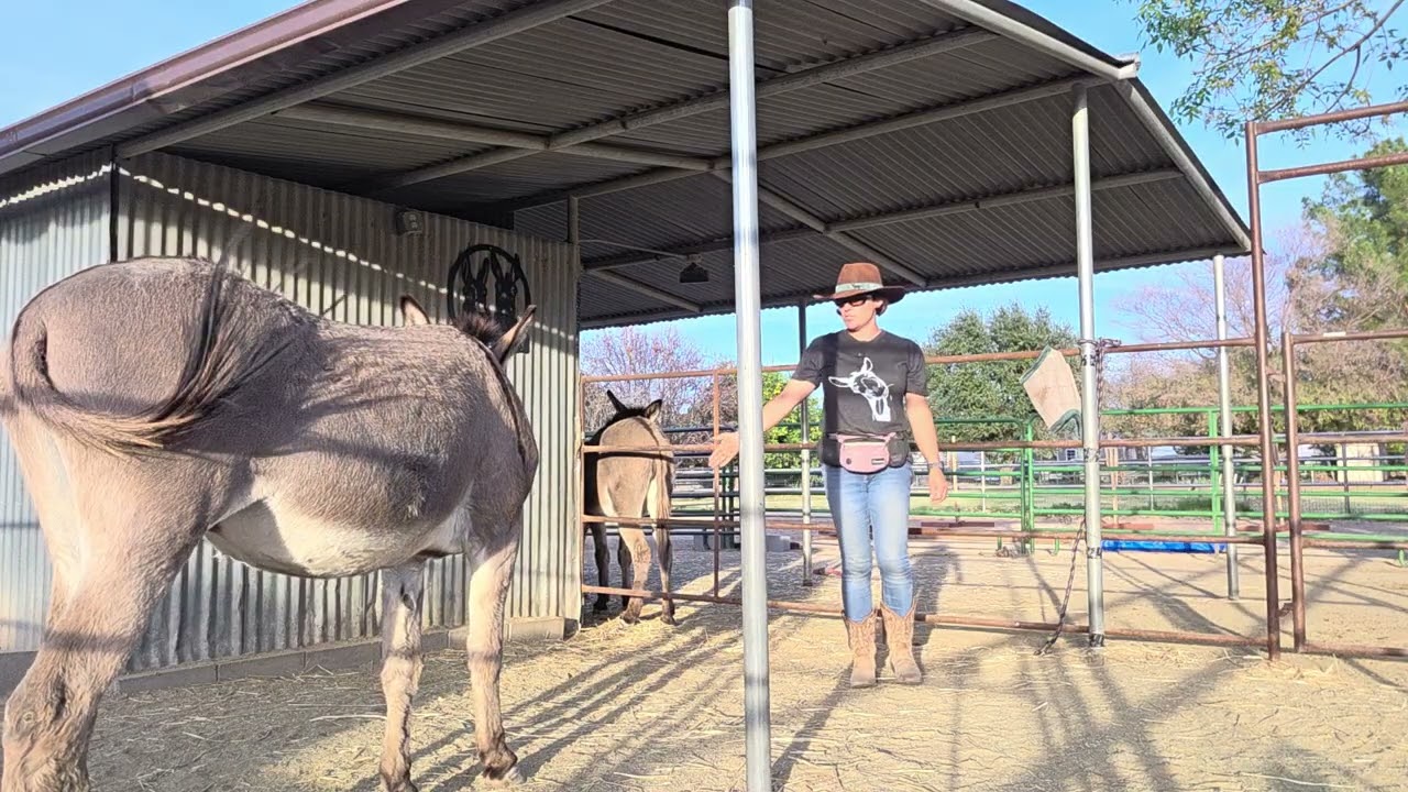 Picking up all 4 of Pablo's feet 2/12 #donkeytraining #donkey #hoofcare 