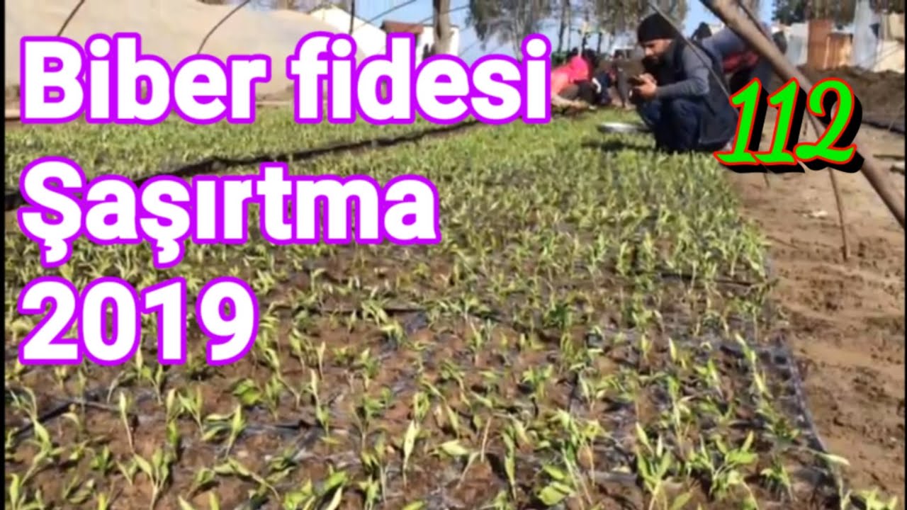 Biber fidesi şaşırtma 2019. Biber yetiştiriciliği mersin Tarsus baharlı köyü