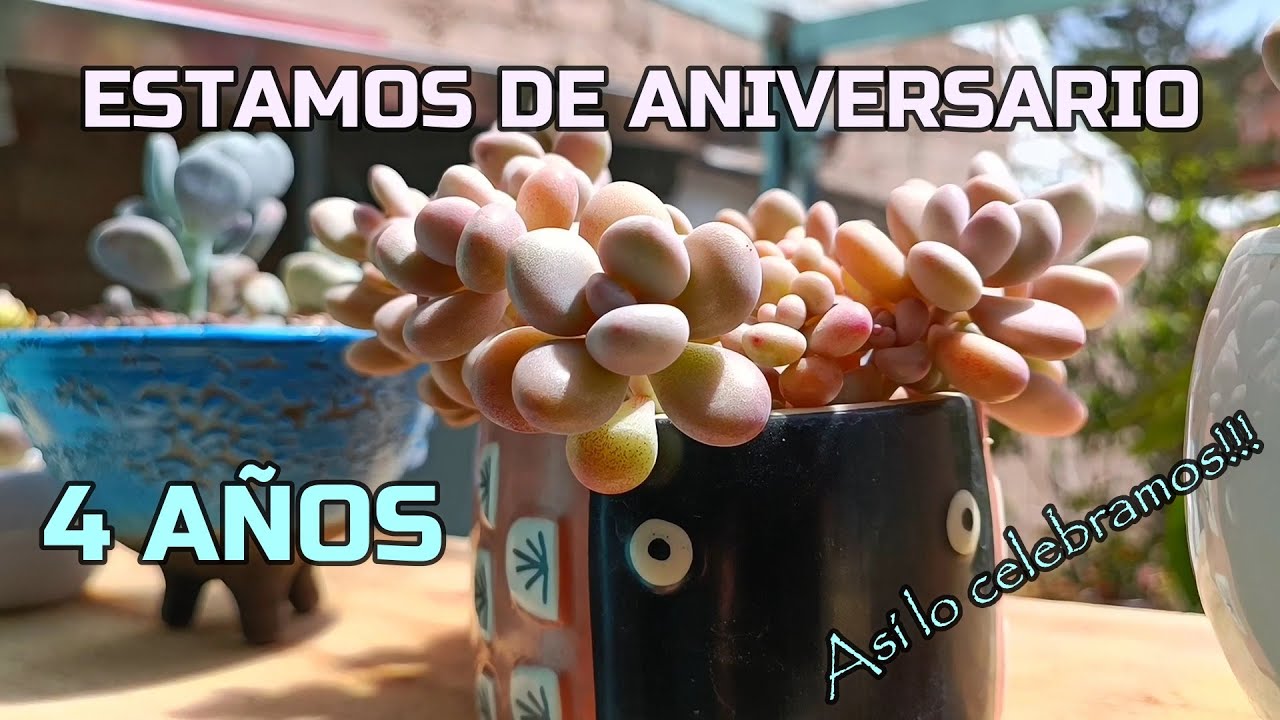 Mas espacio para nuestras suculentas 