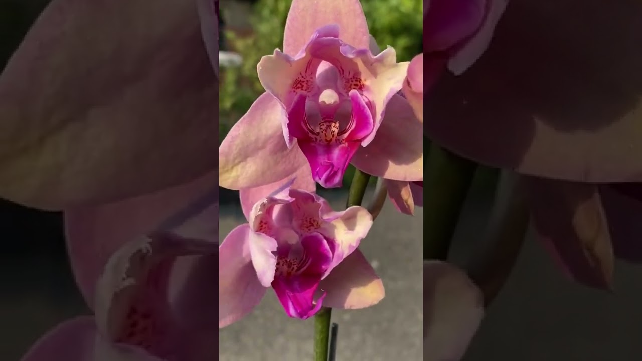 Peloric orchid from Mainshow