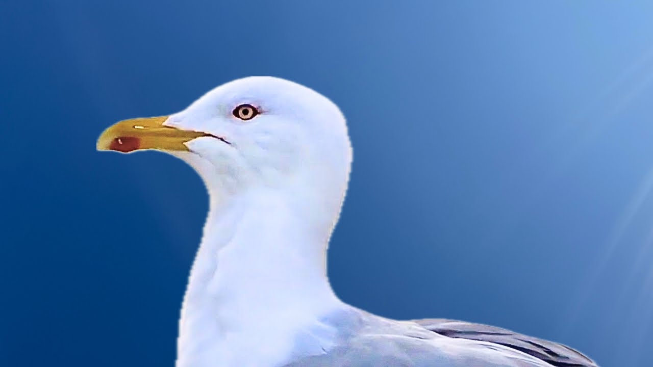 Песня Чайки, Звук Чайки, Чайки едят рыбу