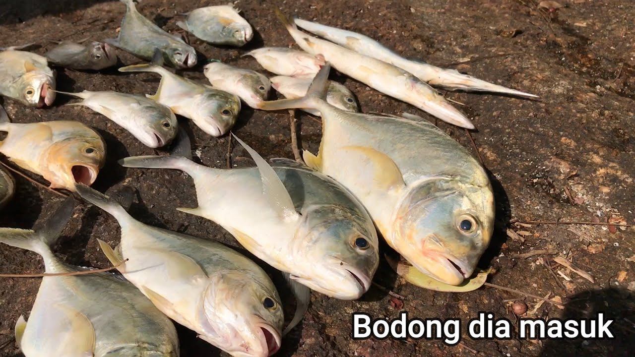 GASAK Giant Trevally Pulau Rimau || Teknik Micro jig