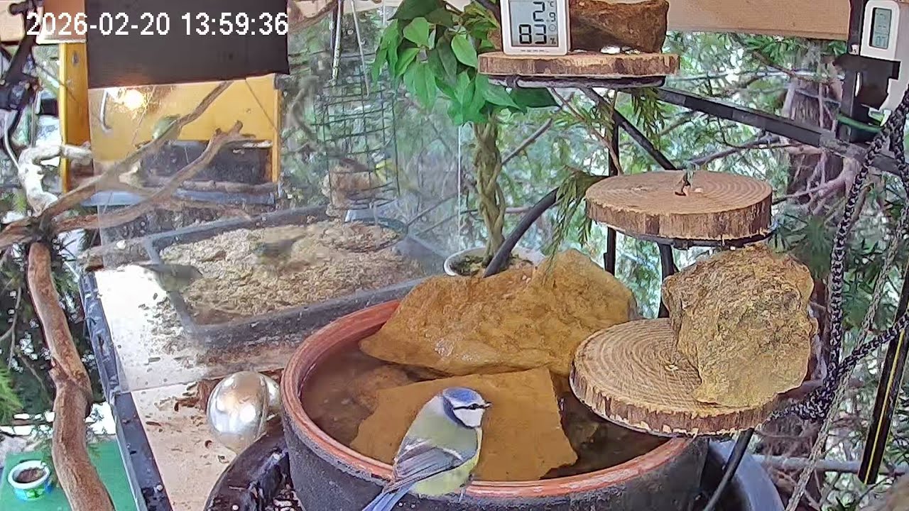 Ruhiger später Mittag, früher Nachmittag am Vogel-Spa (20.02.2026)