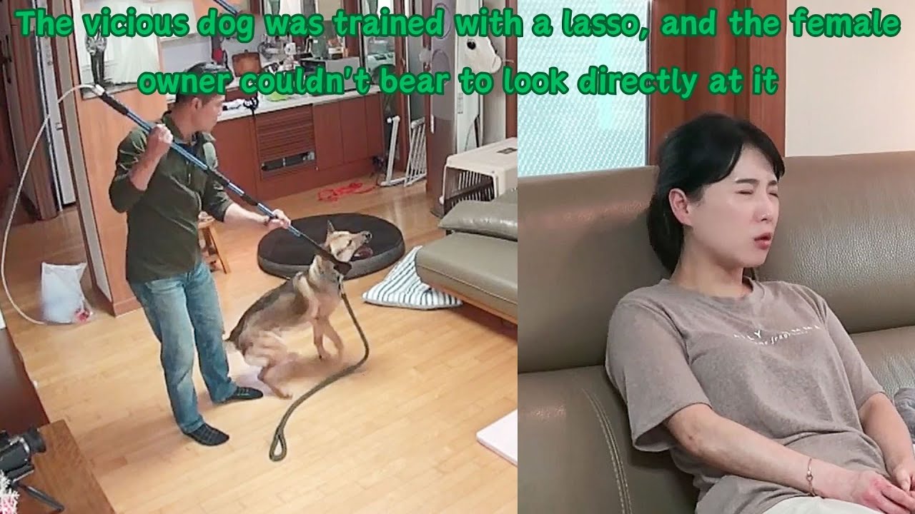 A five-month-old puppy bit a person on the face and the owner over-indulged.