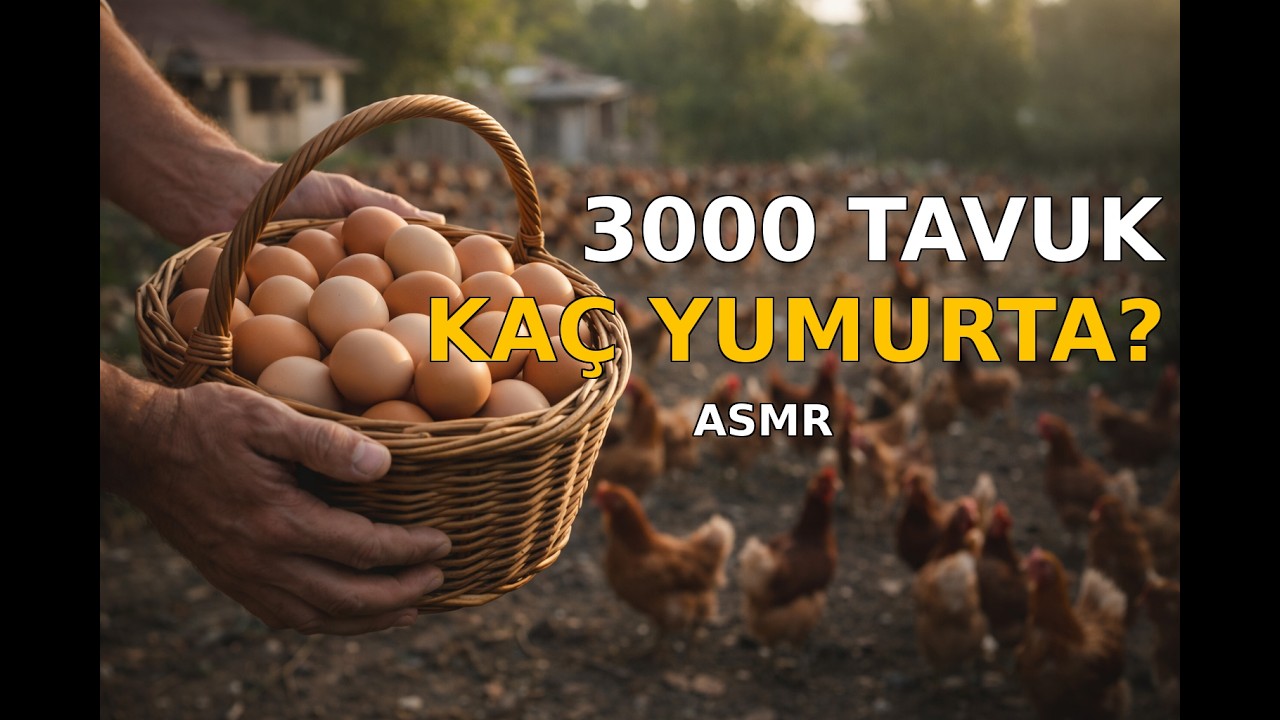 Şok Sayı! 3000 Tavuktan Kaç Yumurta Topladık? | ASMR
