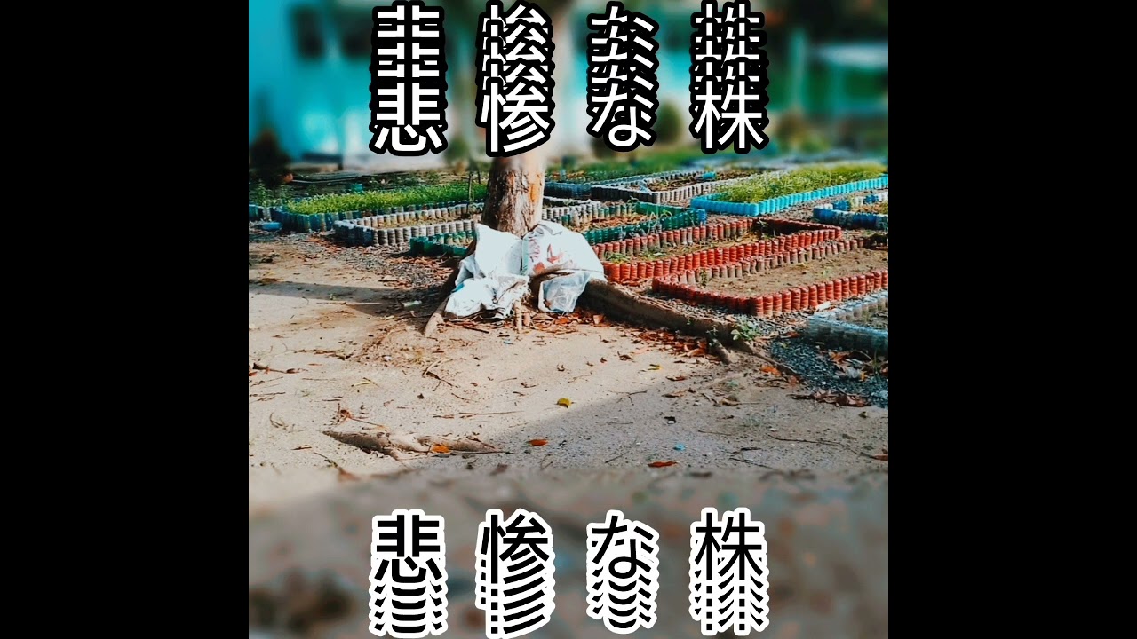 andimaidilaidil - 悲惨な株