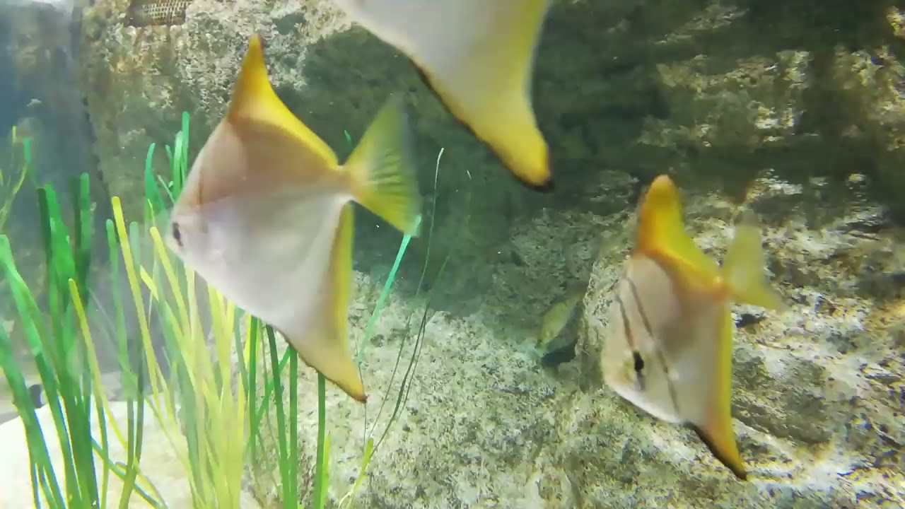 #Satoumi Aquarium#Travel Year 3