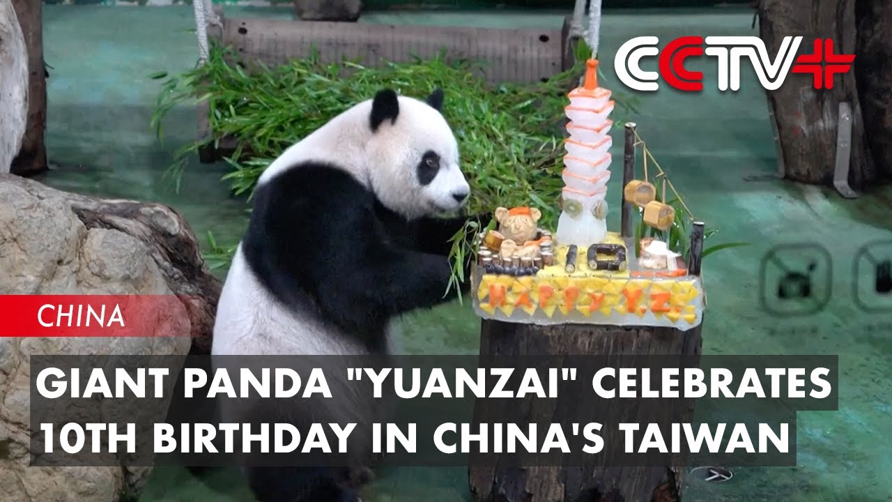 Giant Panda 
