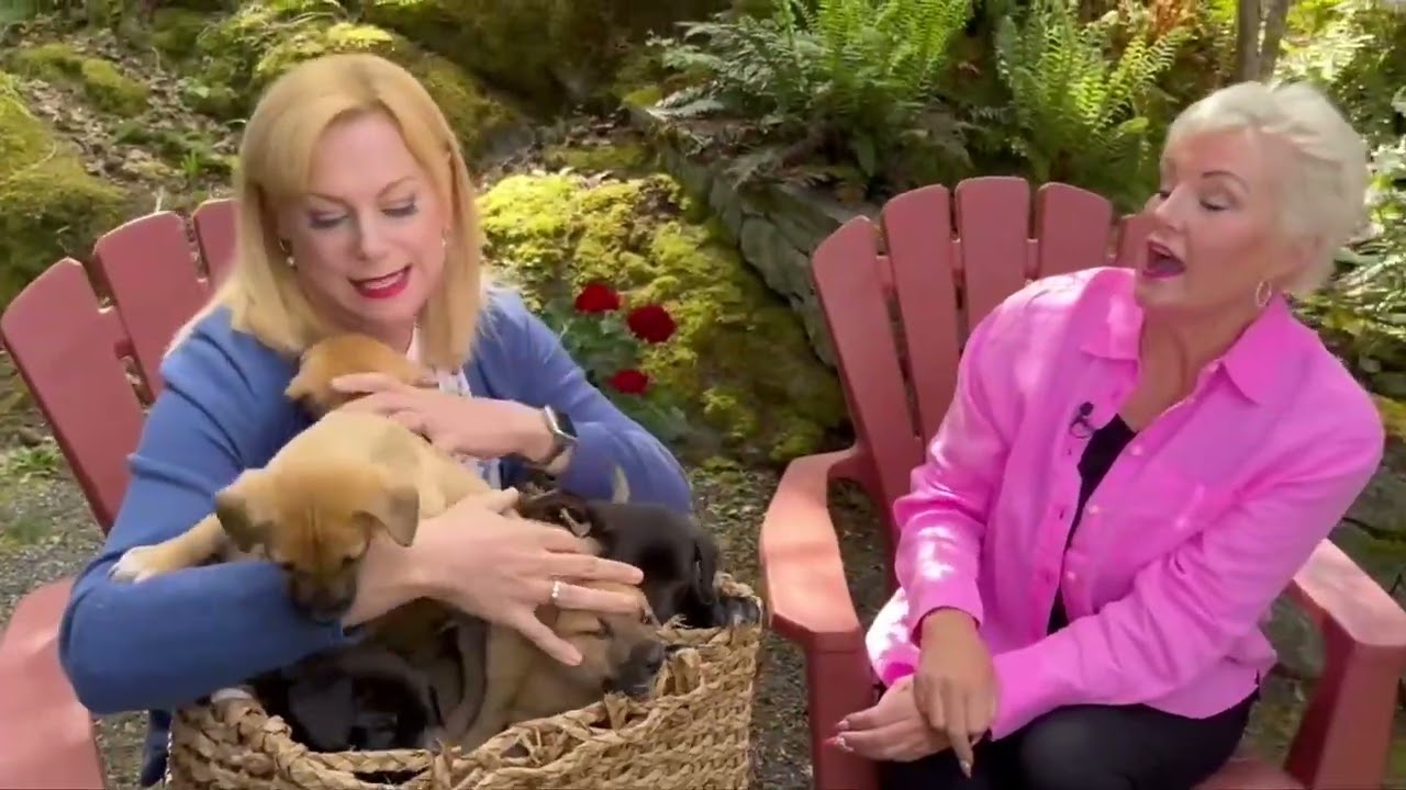 Puppy pandemonium with the rambunctious pups from Rema’s litter