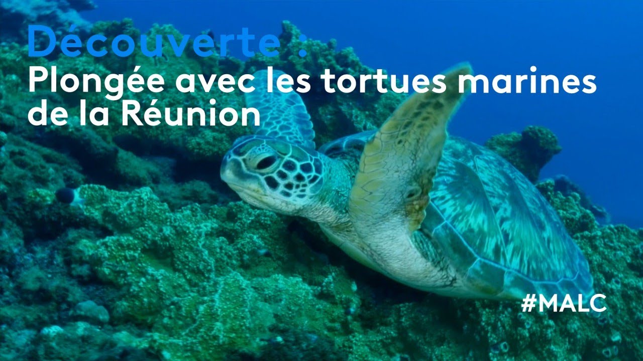 Découverte : plongée avec les tortues marines de la Réunion !
