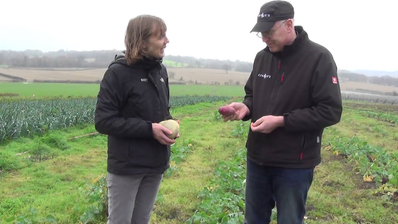 Haggis, Neeps and Tatties: Growing neeps (and what they are)