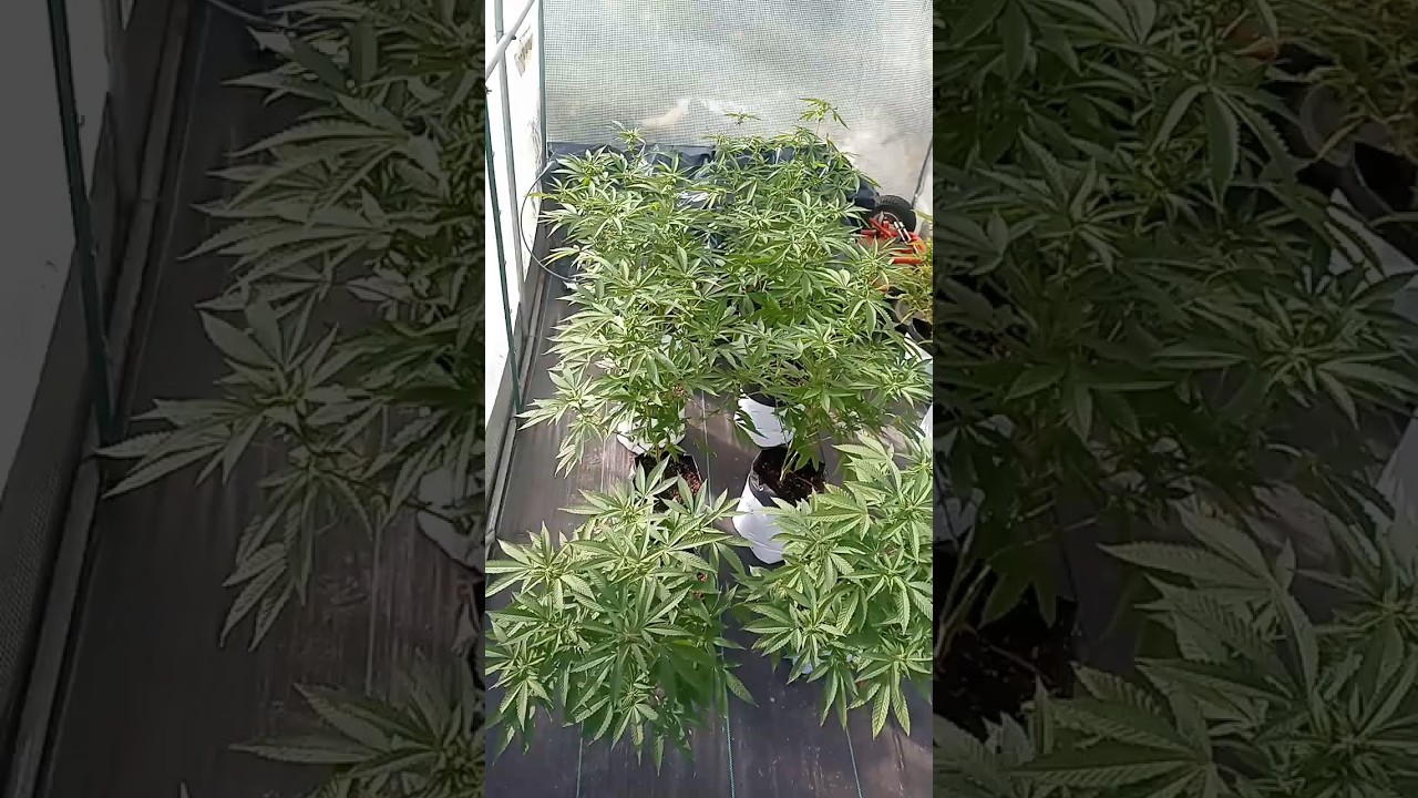 Cold weather greenhouse. December harvest. #ChemCookies