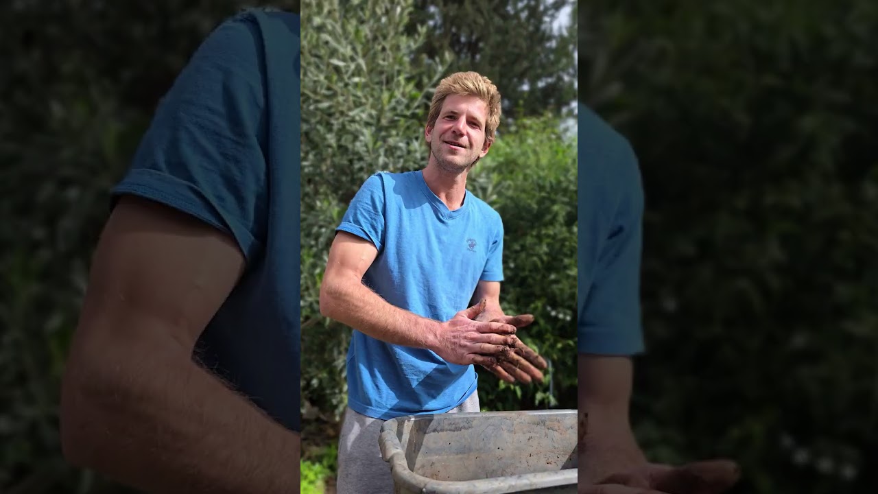 כדורי זרעים