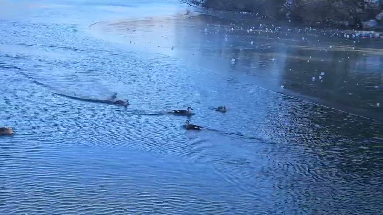 울산 수변못 천둥오리야 놀자