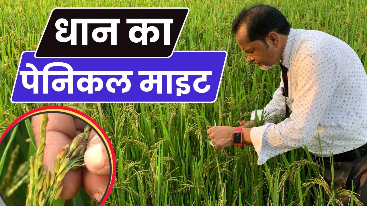 #dhaan  पेनिकल माइट | पहचान एवं प्रबंधन |