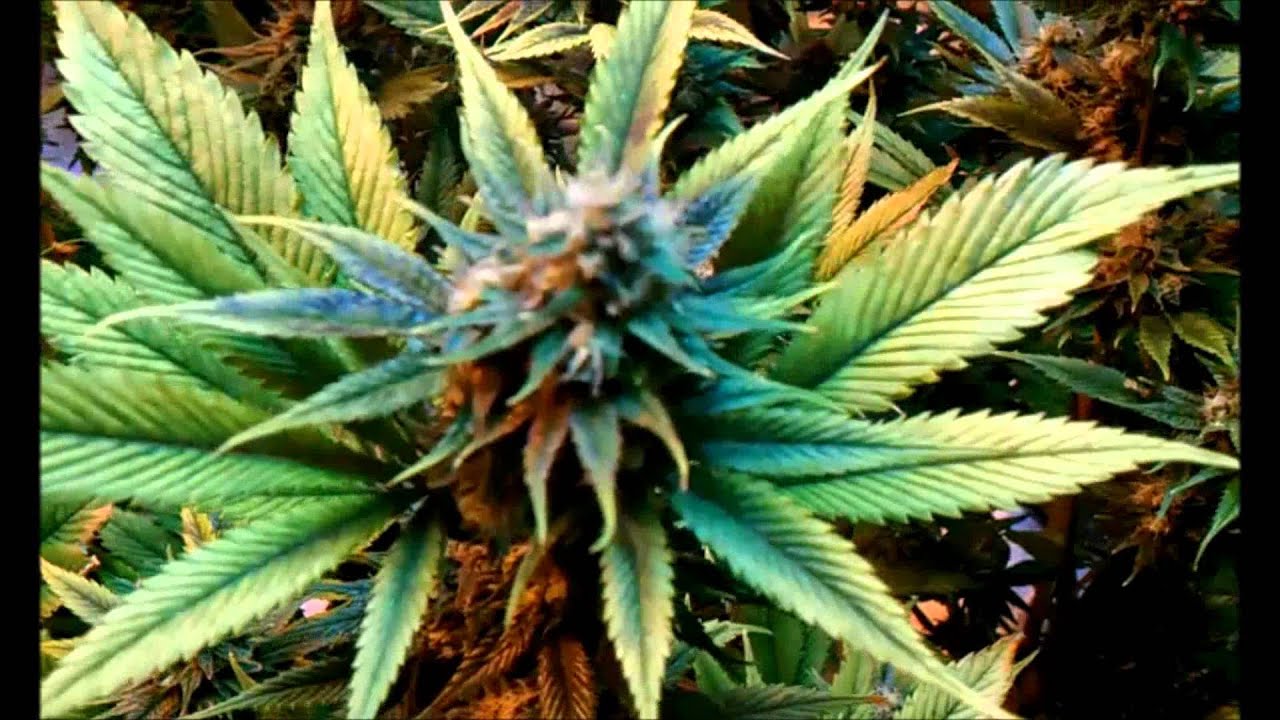 Super Cheese (T.H.C.)