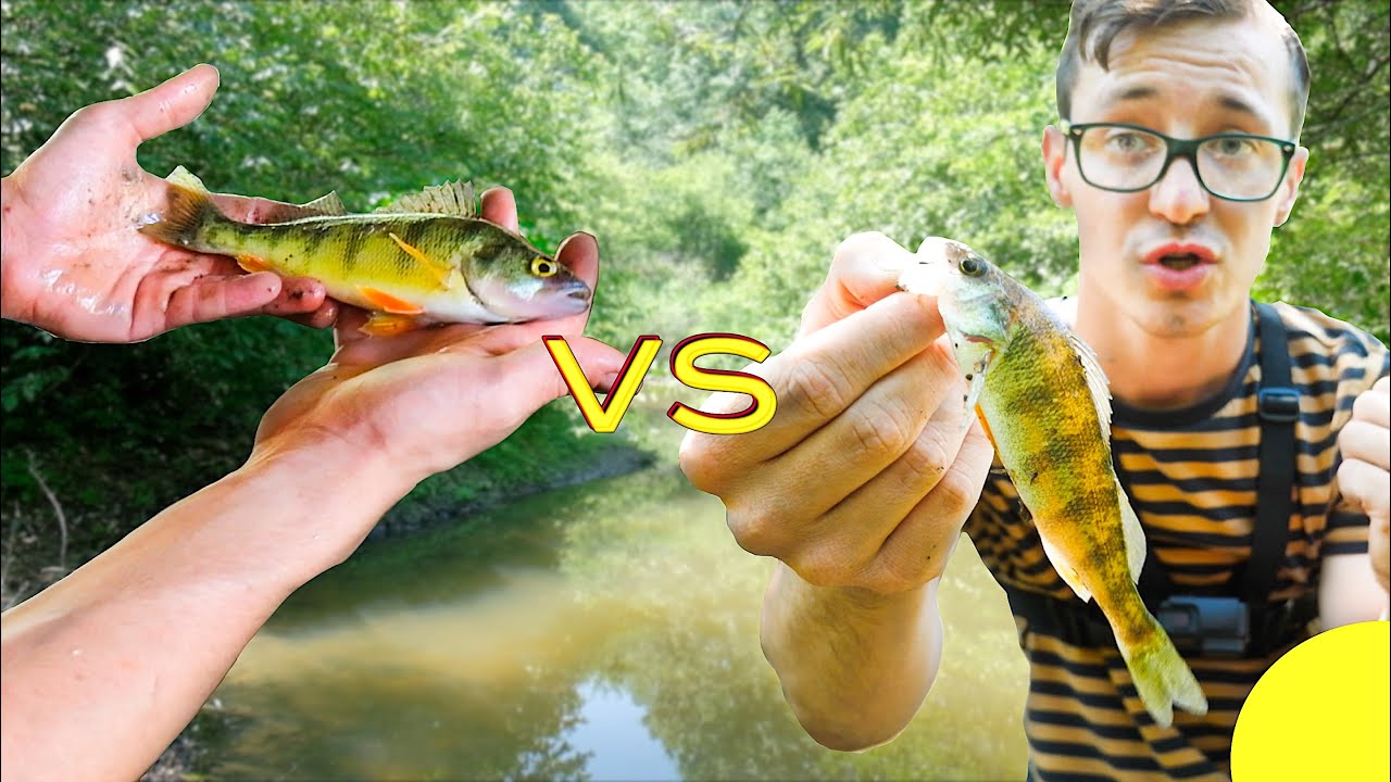 Backwoods Creek Fishing Battle! Fish Fight Ep3