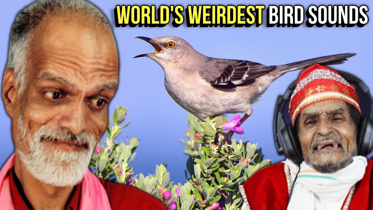 Enchanting Reactions: Villagers Listening and Watching World's Weirdest Bird Sounds! Tribal People
