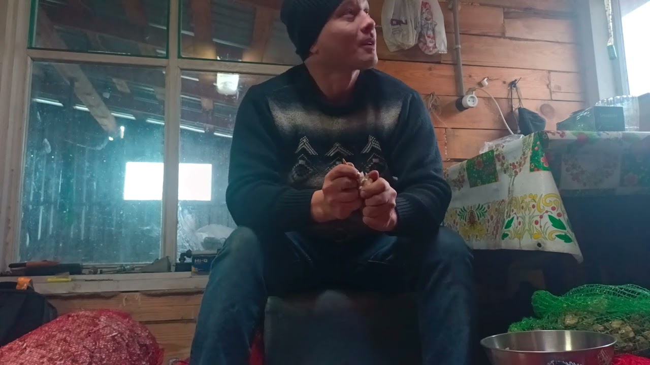 Поздняя посадка чеснока осенью в почву твёрдая как скала.
