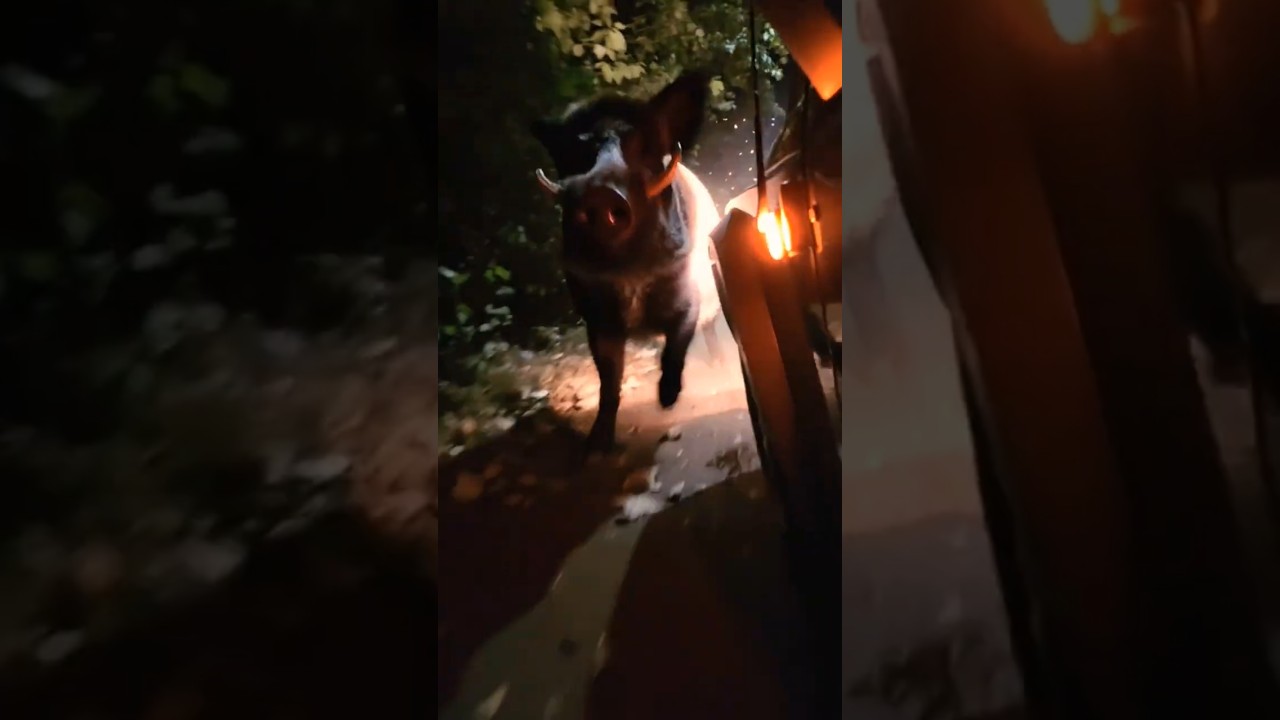 🐗🐗Shocking Wild Boar Attack on Jeep 😱🐗🔥 