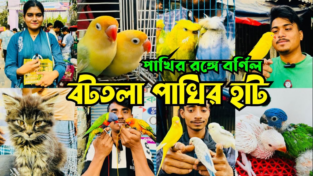 পাখির রঙ্গে বর্ণিল বটতলা পাখির হাট | Bottola Pakhir Hat | Mirpur 13 Pakhir Hat  #viral