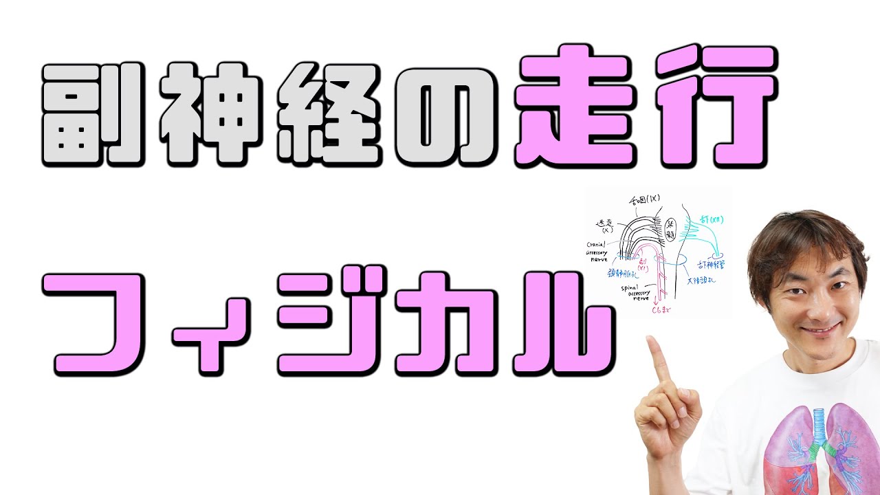 副神経の走行とフィジカルのパターン：副神経・舌下神経(Part.1)