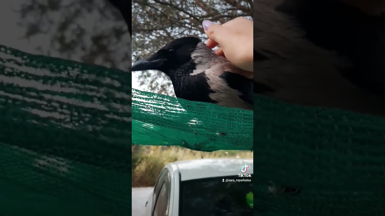 είναι πολύ χαδιάρης🦅❤