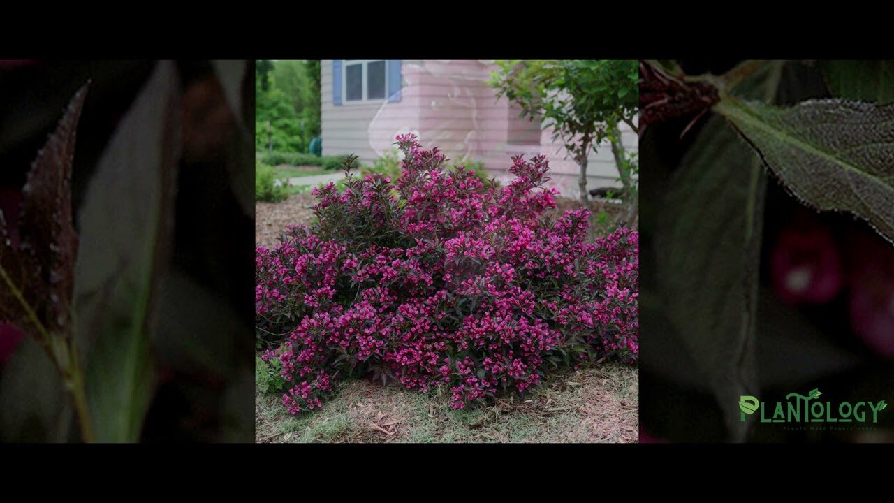 Spilled Wine Weigela