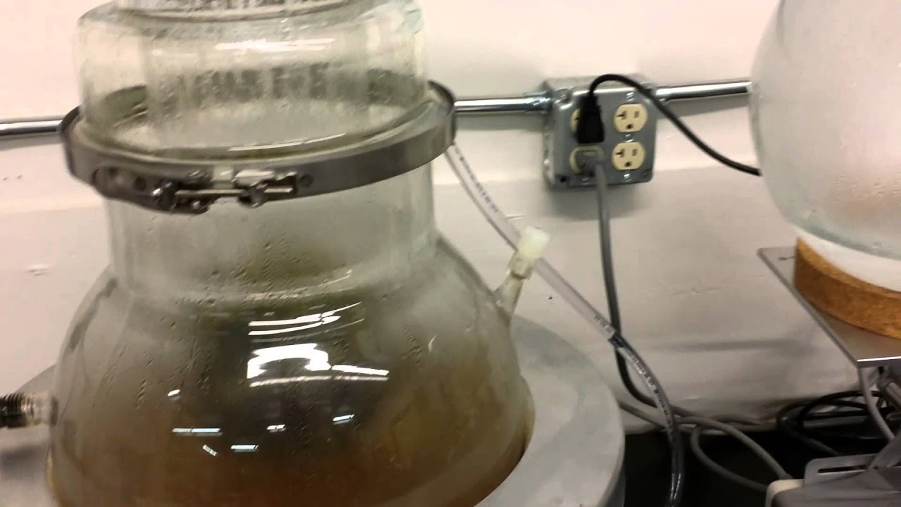 Cannabis Essential Oil Steam Extraction