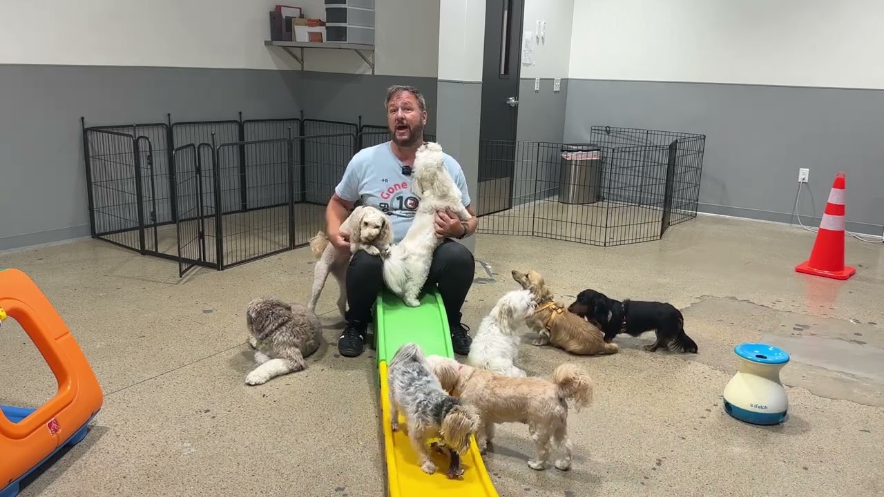 Omaha Dog Daycare - Timid Tuesday Daycare Video