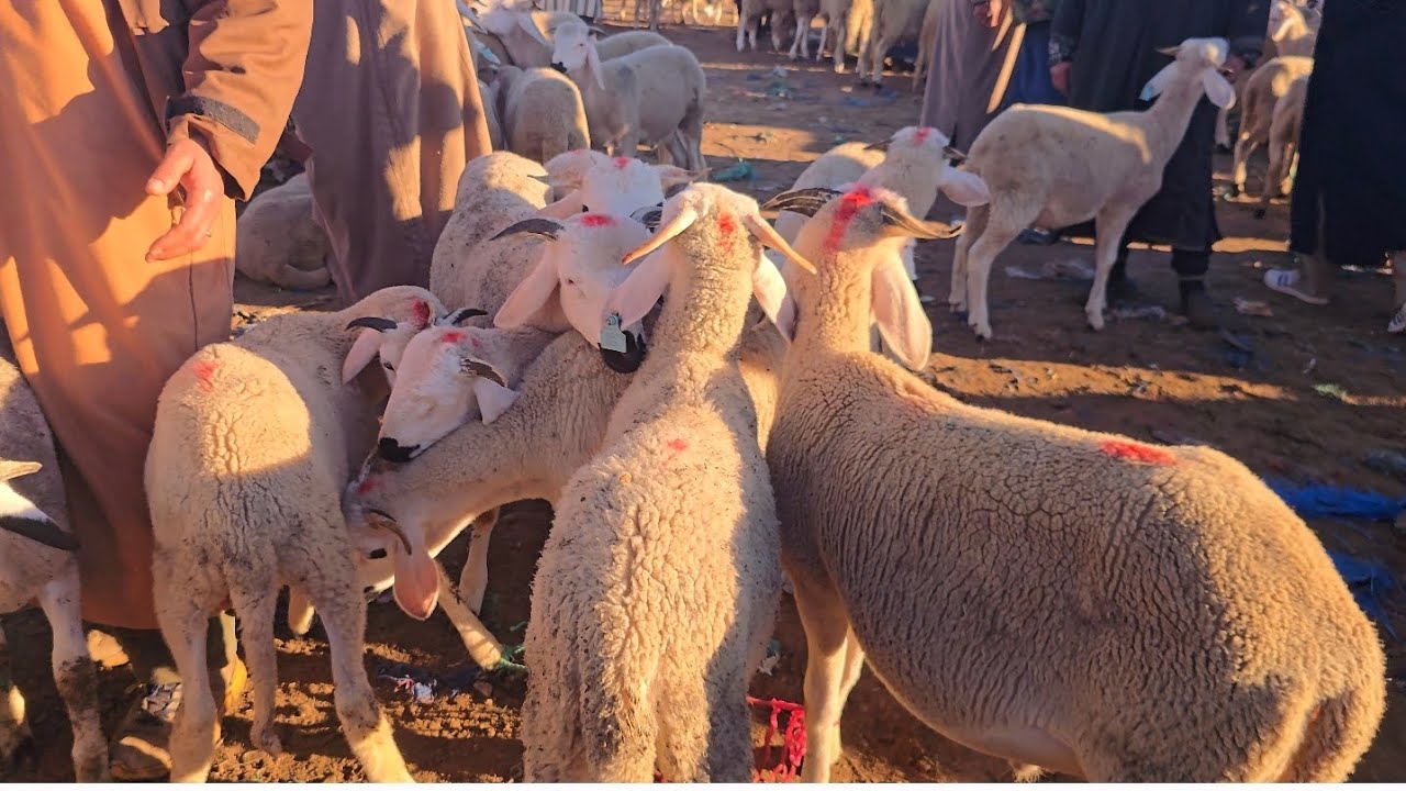 سوق اتنين قصبة تادلة بتاريخ اليوم 12/01/2026