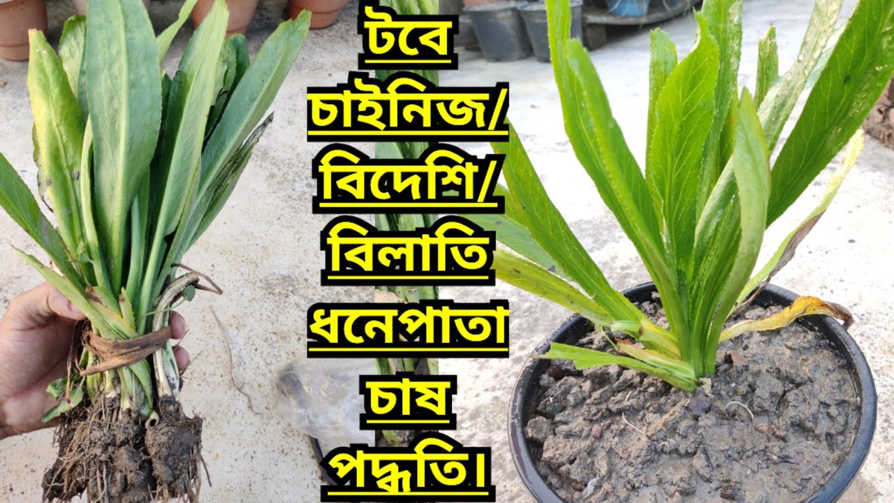 টবে চাইনিজ/বিদেশি/বিলাতি ধনেপাতা চাষ পদ্ধতি।।Chinese/Foreign/Exotic Coriander Cultivation Method।।