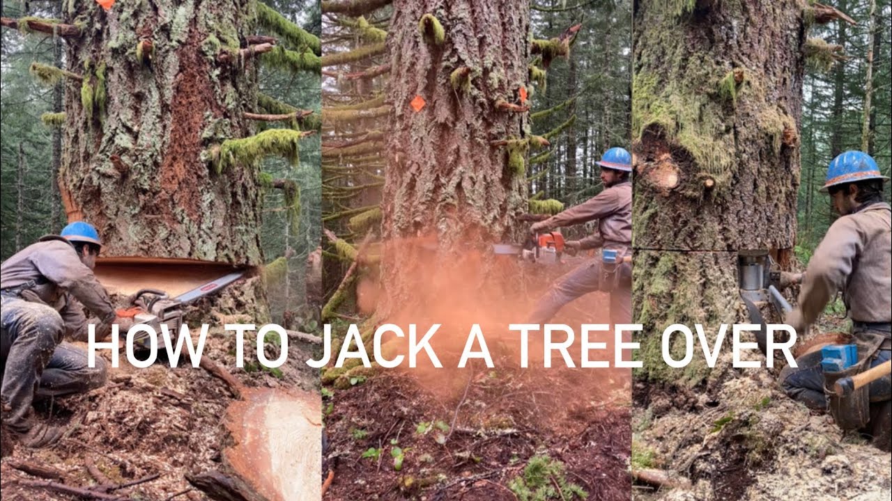 How to JACK a tree over
